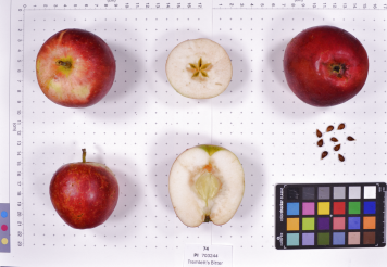 Click for 2 image(s) for this accession. FRUIT
